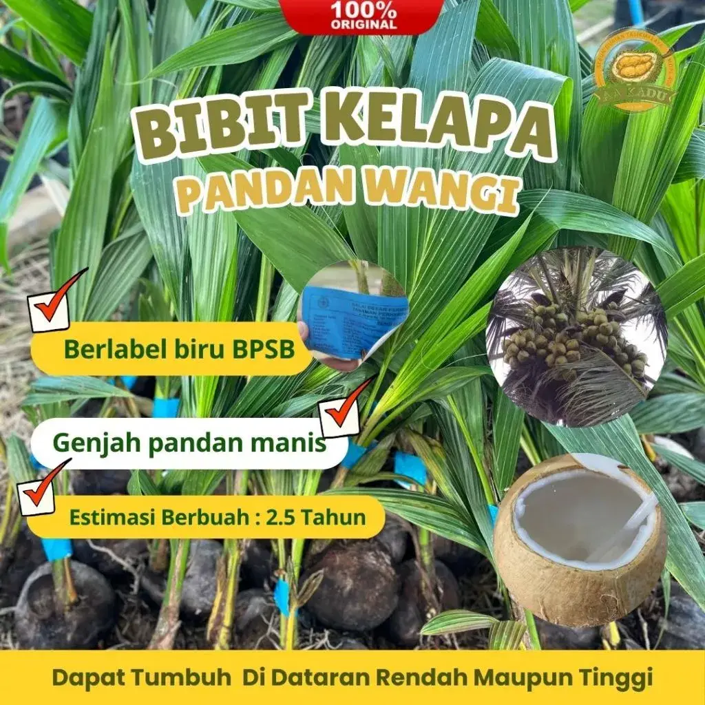 Bibit Kelapa Pandan Wangi Asli Berkualitas Unggul - Bersertifikasi Biru Daya Hidup Tinggi Bergaransi